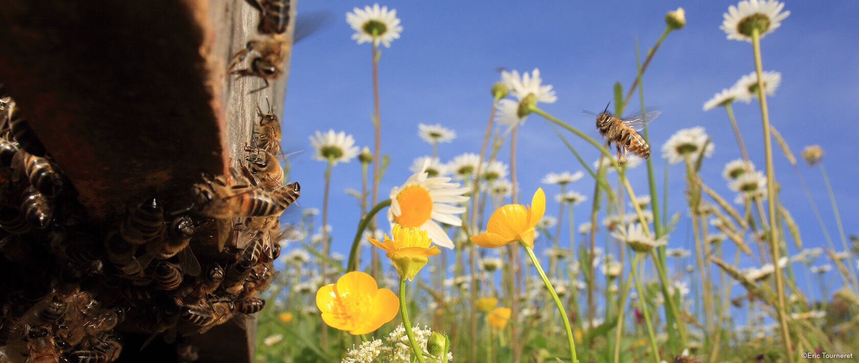 WORLD BEE DAY